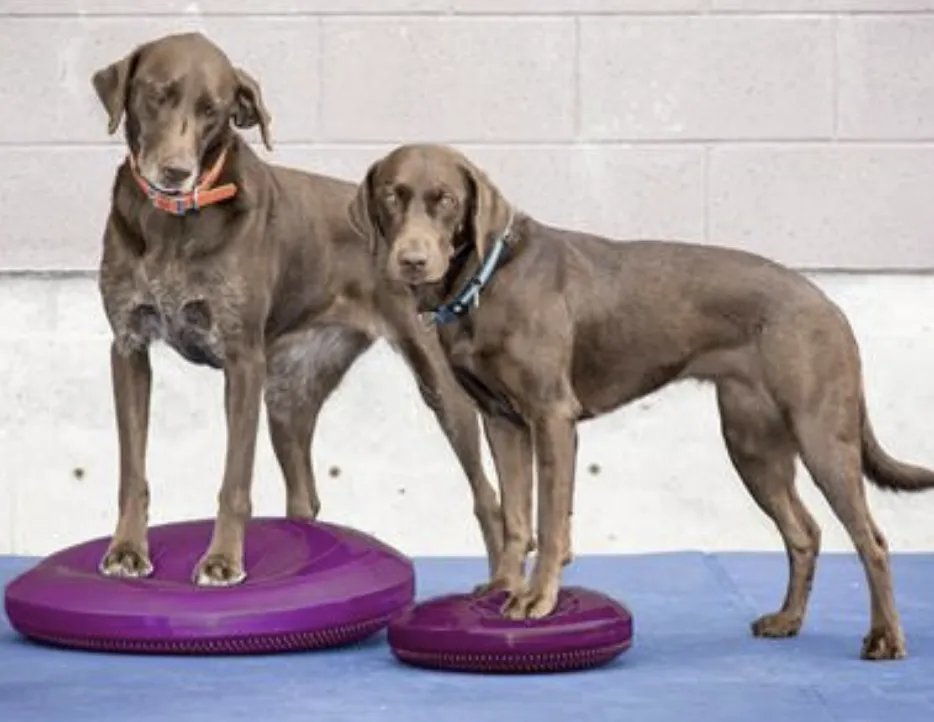 FitPAWS Balance Disc